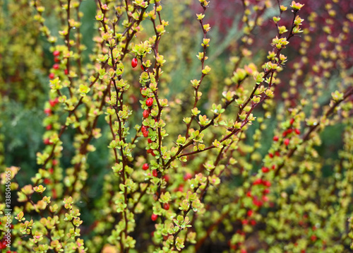 Obraz na płótnie Colorful spring branches showcasing vibrant red and green buds in a botanical garden w salonie