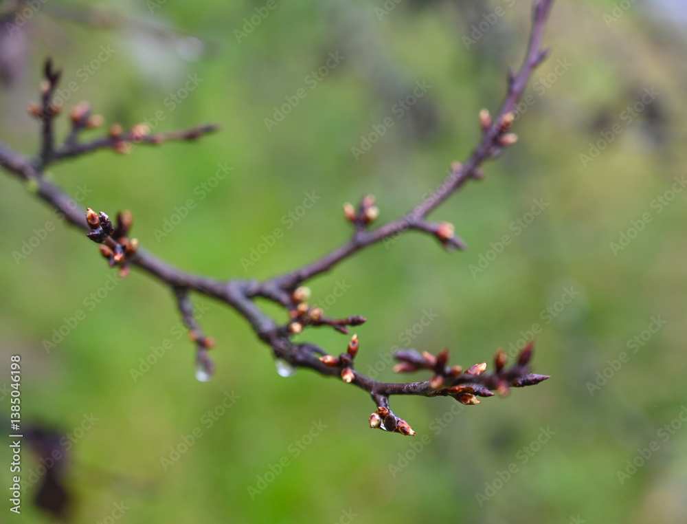New buds emerging on a branch during springtime in a lush green landscape