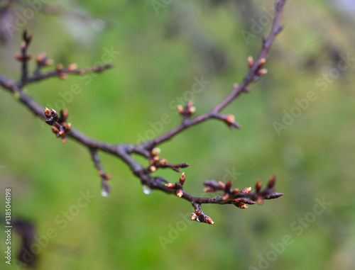 Obraz na płótnie New buds emerging on a branch during springtime in a lush green landscape w salonie