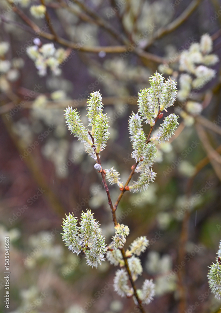 New buds blooming on soft green branches in early springtime garden