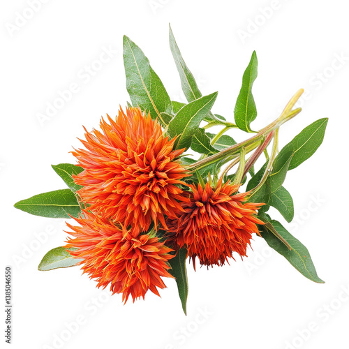 Safflower blooms with vibrant orange petals and green leaves isolated on a Transparent background, Safflower isolated on PNG background photo