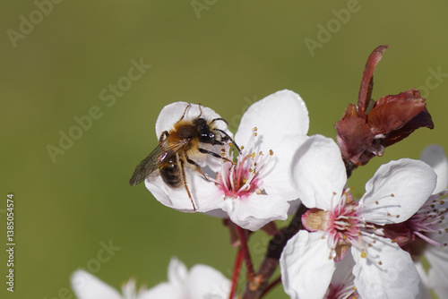 Close up male Tawny Mining Bee (Andrena fulva), family Andrenidae on flowers of Prunus Cerasifera Pissardii tree. Dutch garden, Spring, Netherlands, April.