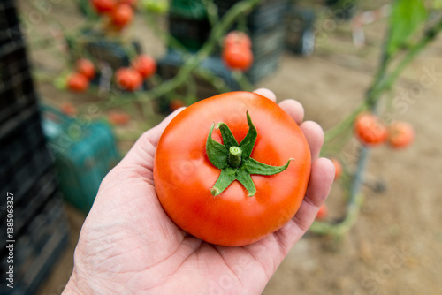 Bild auf Leinwand Une main tenant une tomate dans une serre en Espagne,Alméria