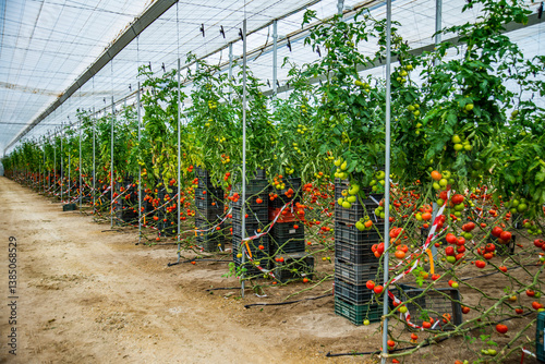RangÃ©es de plants de tomates dans une serre au moment de la rÃ©colte, Espagne,AlmÃ©ria photo