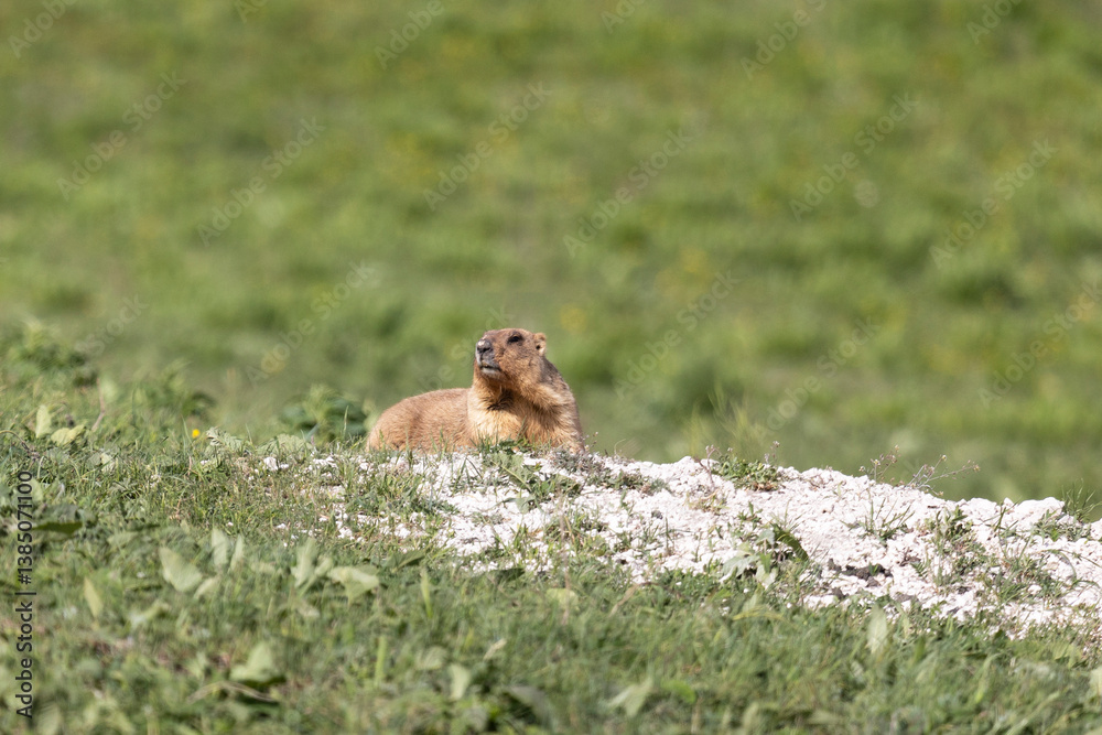 Bobak marmot stand on a grass on summer day