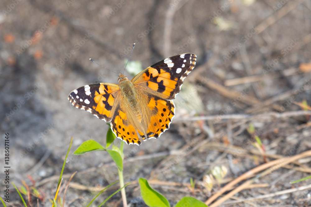 butterfly sits on a flower in the sunny summer day butterfly sits on a flower in the sunny summer day