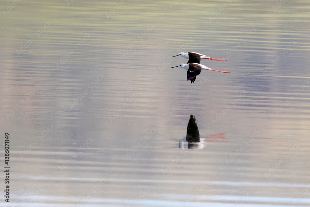 Two Black-winged Stilts fly over the water