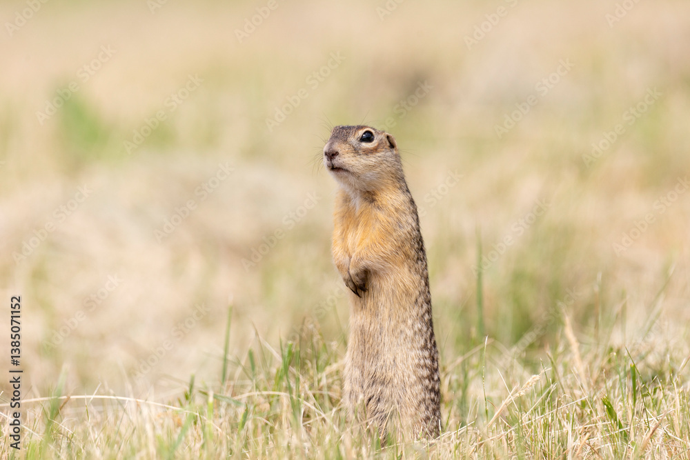 Speckled ground squirrel animal standing in the grass eating something