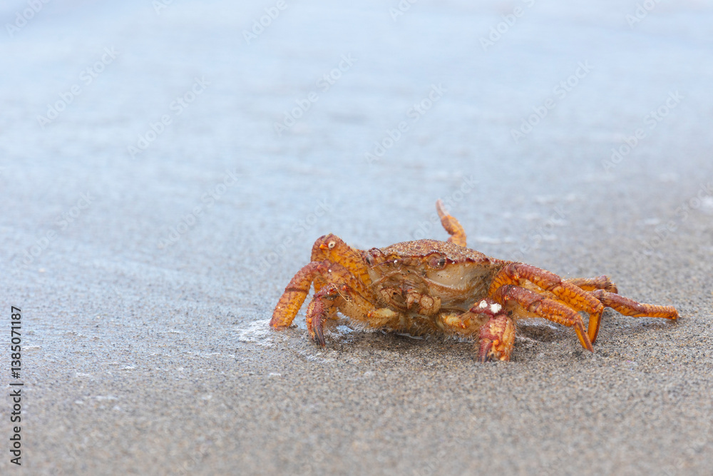 Big crab on the seashore. Close-up