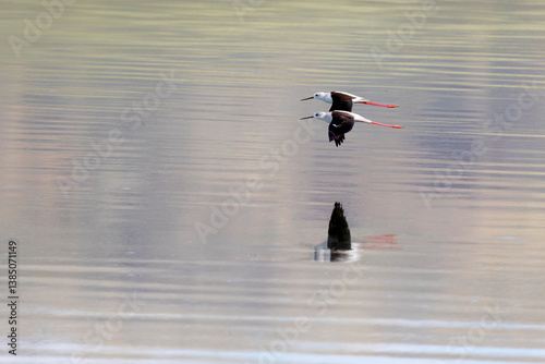 Obraz na płótnie Two Black-winged Stilts fly over the water w salonie