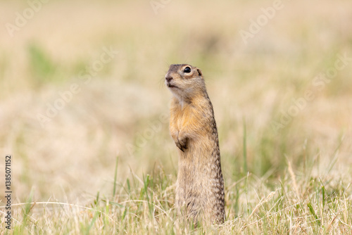 Obraz na płótnie Speckled ground squirrel animal standing in the grass eating something w salonie