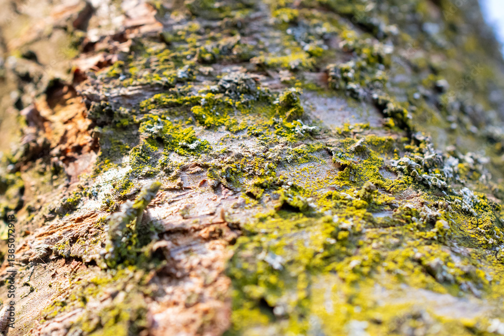 Tree trunk covered in moss. The moss is green and fuzzy. The trunk is brown and has some dirt on it. Tree trunk covered in moss. The moss is green and fuzzy. The trunk is brown and has some dirt on it.