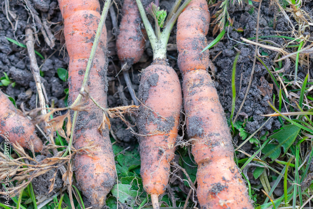 Freshly harvested carrots lying on the soil in a garden. The vegetables are covered in dirt, showcasing an organic and natural farming scene. Freshly harvested carrots lying on the soil in a garden. The vegetables are covered in dirt, showcasing an organic and natural farming scene.