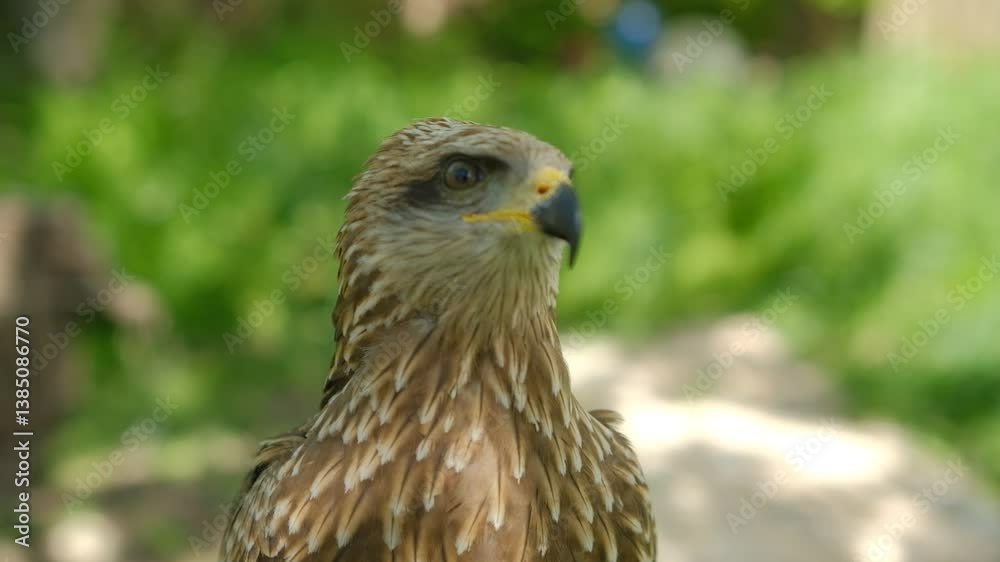 A hawk in captivity sits on a stump A hawk in captivity sits on a stump