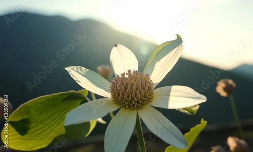 flower with dominant color sage green in the sun for background 