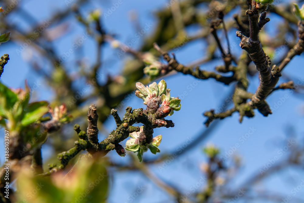 Apple Tree Emerging Buds and Blossoms in Spring. A close-up of apple tree buds against a clear blue sky. Young leaves and delicate flower buds are beginning to unfold, marking the transition from wint Apple Tree Emerging Buds and Blossoms in Spring. A close-up of apple tree buds against a clear blue sky. Young leaves and delicate flower buds are beginning to unfold, marking the transition from wint