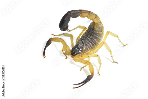 Closeup of the Arabian Black Tailed Scorpion Hottentotta salei from Oman, photographed on white background