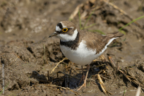 湿地で待つコチドリ