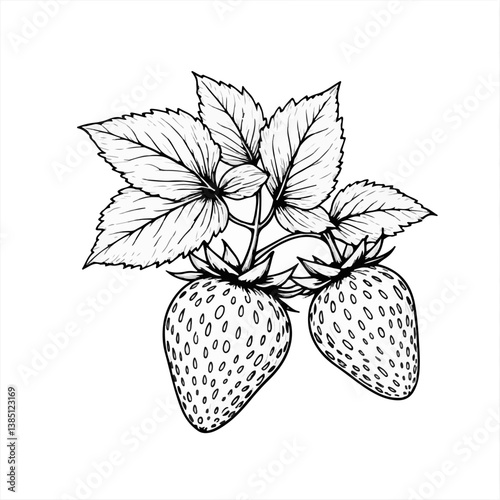 Vintage strawberry plant illustration with detailed leaves  