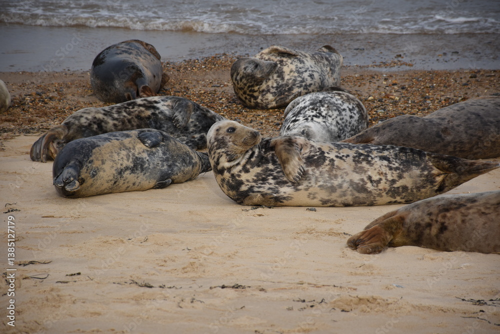 Fototapeta premium Seals lounging on Horsey Gap beach in Norfolk, a natural habitat for seal pups and their mothers during the breeding season.