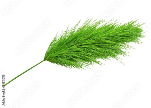 Green horsetail plant isolated on transparent background. Concept of nature, botany, and plant life.