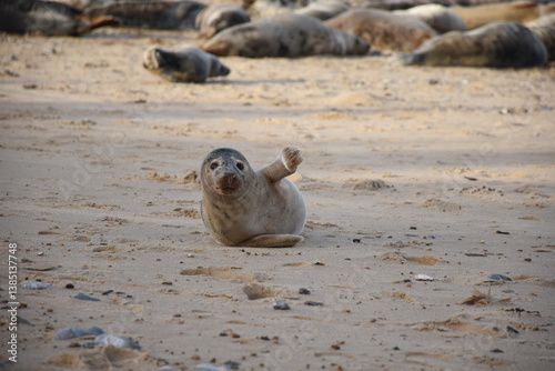 Fototapeta Naklejka Na Ścianę i Meble -  A cheerful seal waving as it rests on a sandy beach, surrounded by other seals in the background.