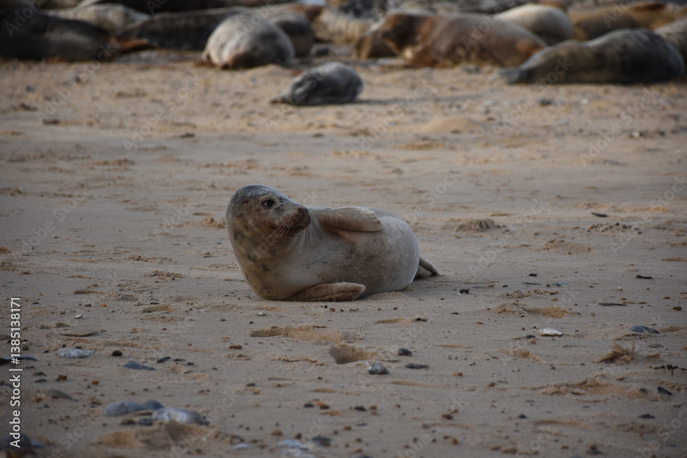 Fototapeta premium A resting seal on the beach, surrounded by others. The sandy shore provides a tranquil setting for these marine animals.
