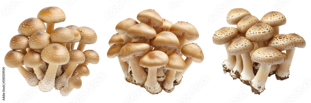 Three clusters of tightly packed honey mushrooms. Three clusters of tightly packed honey mushrooms.