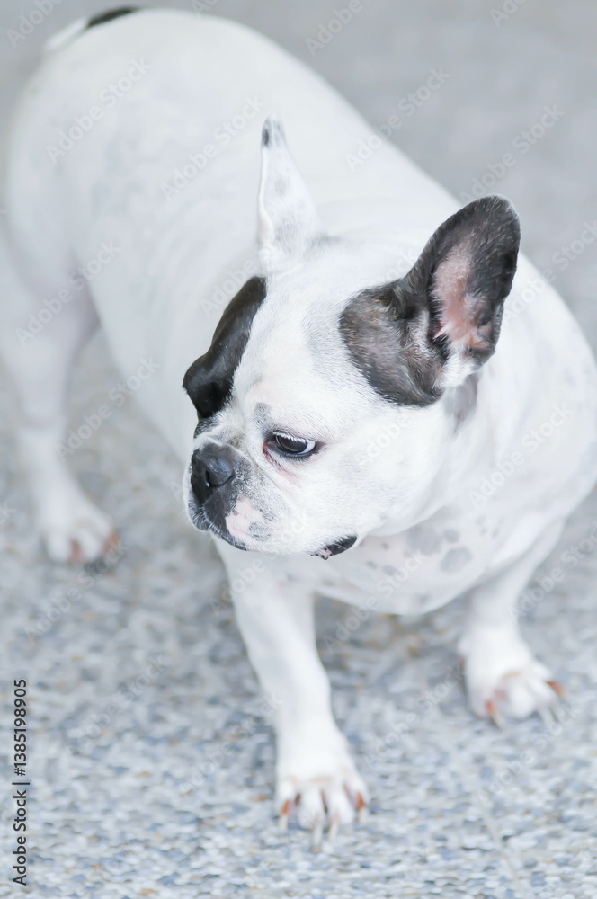 dog or french bulldog,  black and white French bulldog