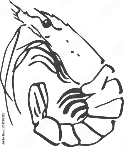 Vector image of a Shrimp, hand-drawn