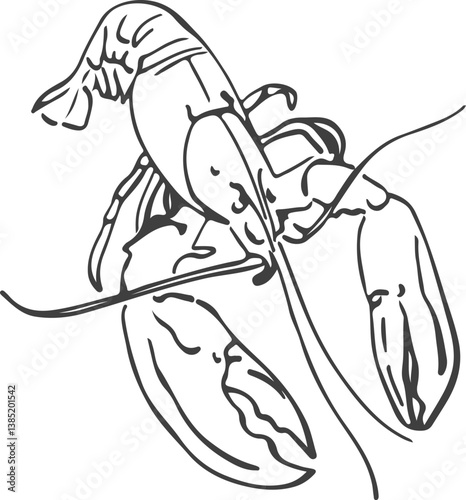 Vector image of a Lobster hand-drawn