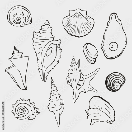 A set of vector images of various shells. Simple linear illustrations in doodle style.