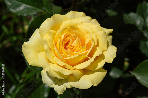 Rose Marselisborg Yellow roses in the park garden
