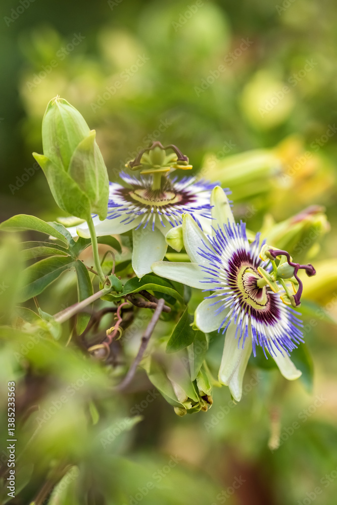 Passiflora Caerulea flower close-up