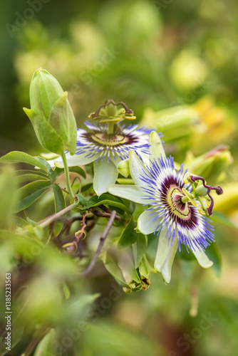 Obraz na płótnie Passiflora Caerulea flower close-up w salonie