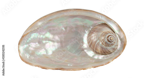 Quadro su tela Isolated Abalone Seashell with Iridescent Nacre Interior
