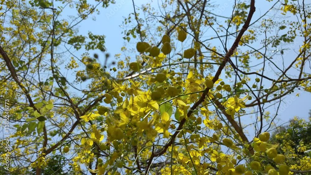 Golden shower tree with yellow flowers swinging in the wind