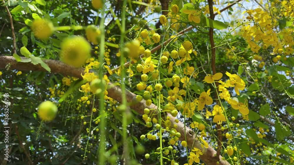 Golden shower tree with yellow flowers swinging in the wind