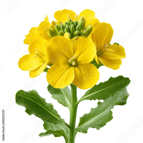 yellow flower isolated on white