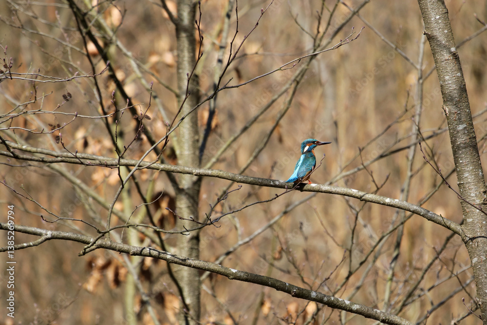 Eisvogel sitzt in den Zweigen eines Baumes Eisvogel sitzt in den Zweigen eines Baumes