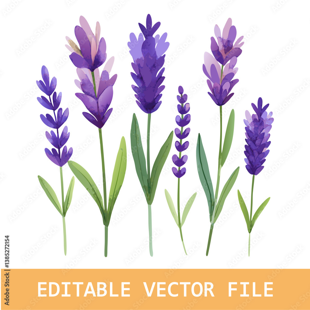Naklejka premium A modern watercolor design showcasing lavender and floral bouquets, isolated against a white backdrop