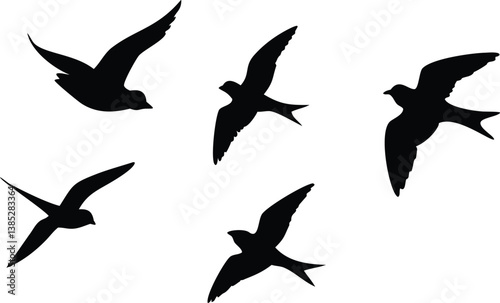 vector silhouettes of birds