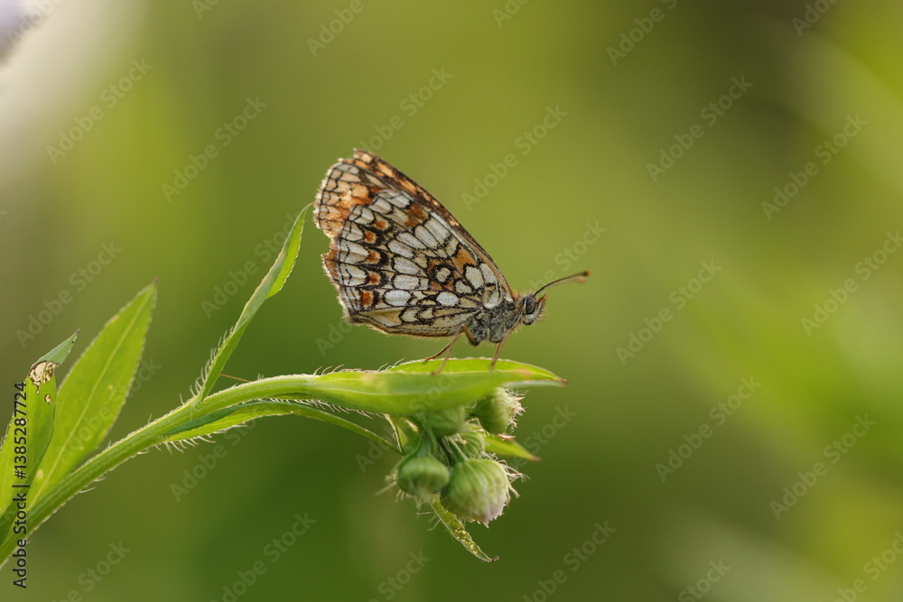 Fototapeta premium una farfalla melitaea al tramonto