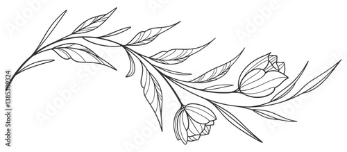 Flower outline on transparent background vector. floral, flowers, leaves, foliage, branches in hand drawn. Floral element design