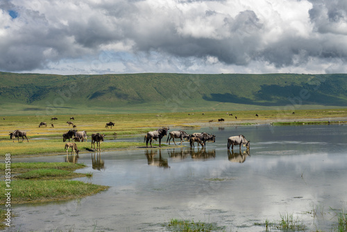 A herd of wildebeest stands at the edge of a shallow lake in the middle of the grassland of the Ngorongoro Crater in Tanzania, Africa, the crater rim and thick clouds above can be seen 