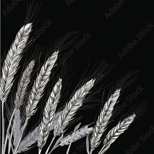 cereal plants bunch isolated on black background