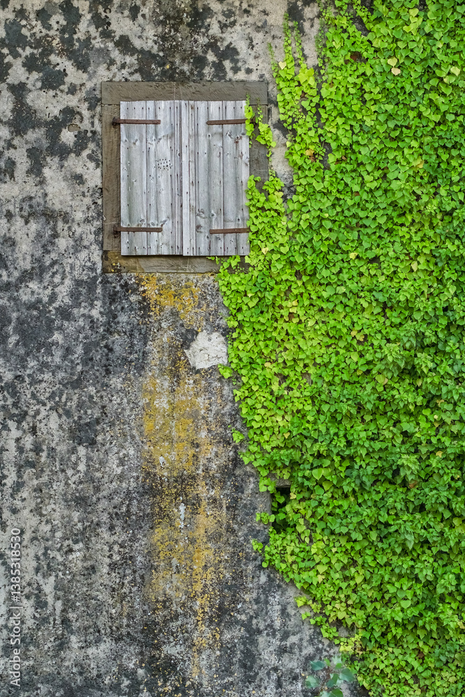 Wooden window with shutters adorned by creeping fig vine, set against an old weathered wall