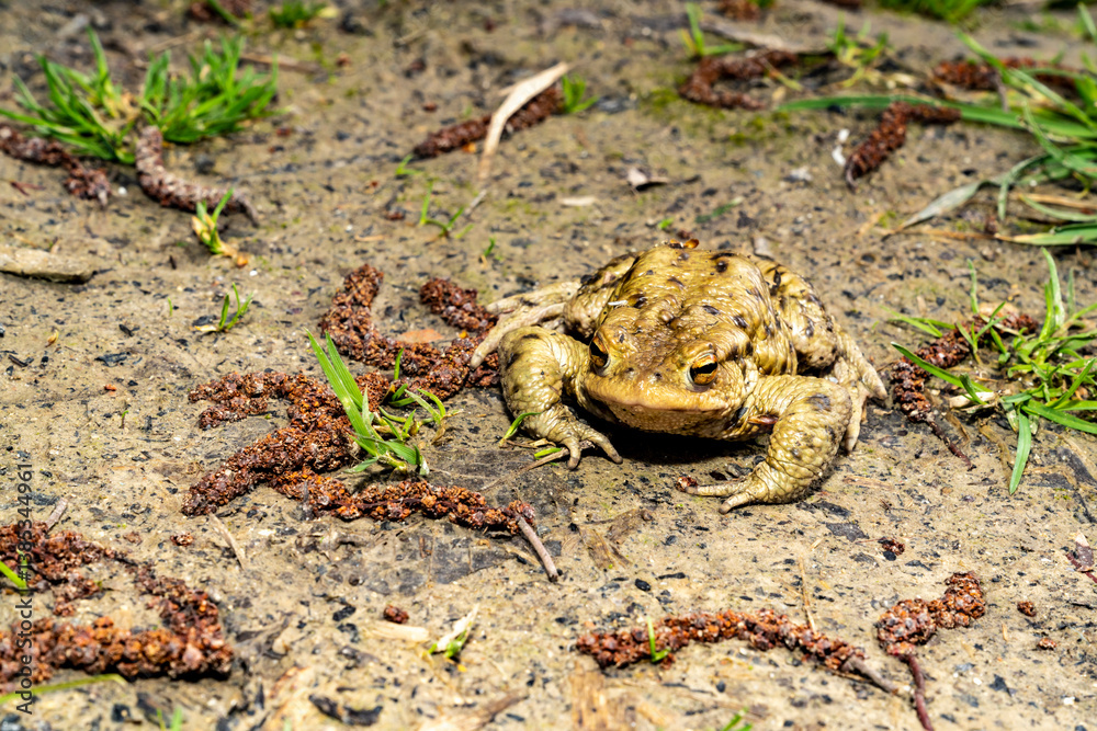Fototapeta premium Common toad sitting on wet ground with direct front view. Wildlife photography. Amphibian in natural habitat. Zoology and biology concept. Design for poster, wallpaper, card, postcard, banner.