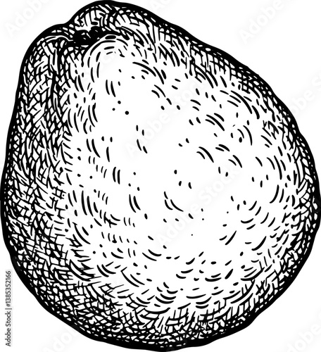 Guava ink sketch