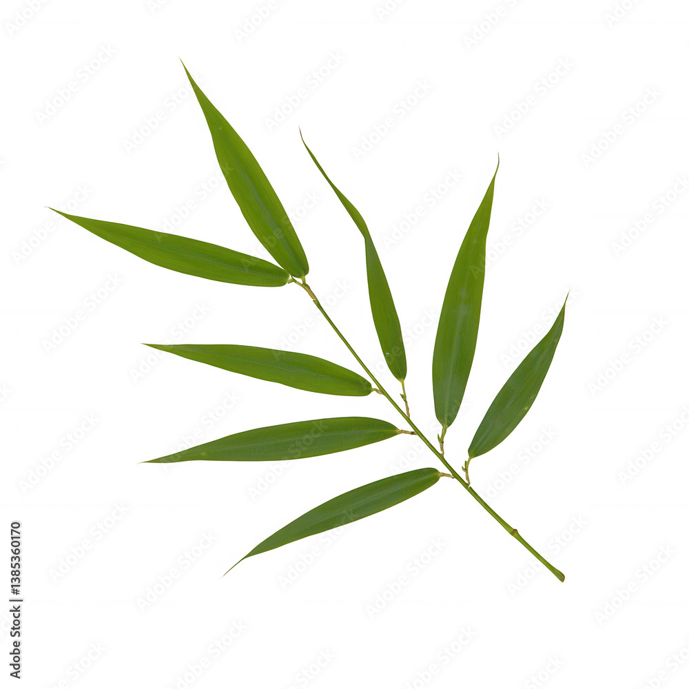 Fototapeta premium A vibrant green bamboo leaf branch isolated on a white background, showcasing natural beauty and elegance, perfect for design, decoration, and botanical themes.